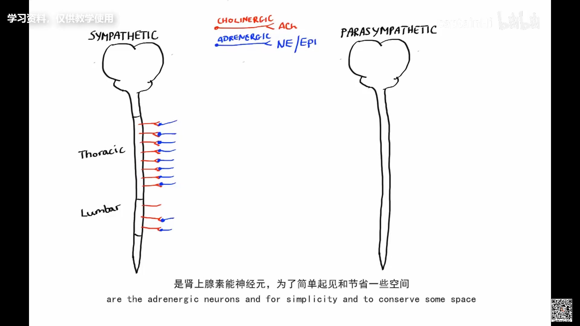 [图]自主神经系统的功能