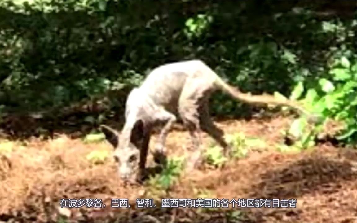 【神秘生物】轰动半个世纪的卓柏卡布拉是否存在?哔哩哔哩bilibili