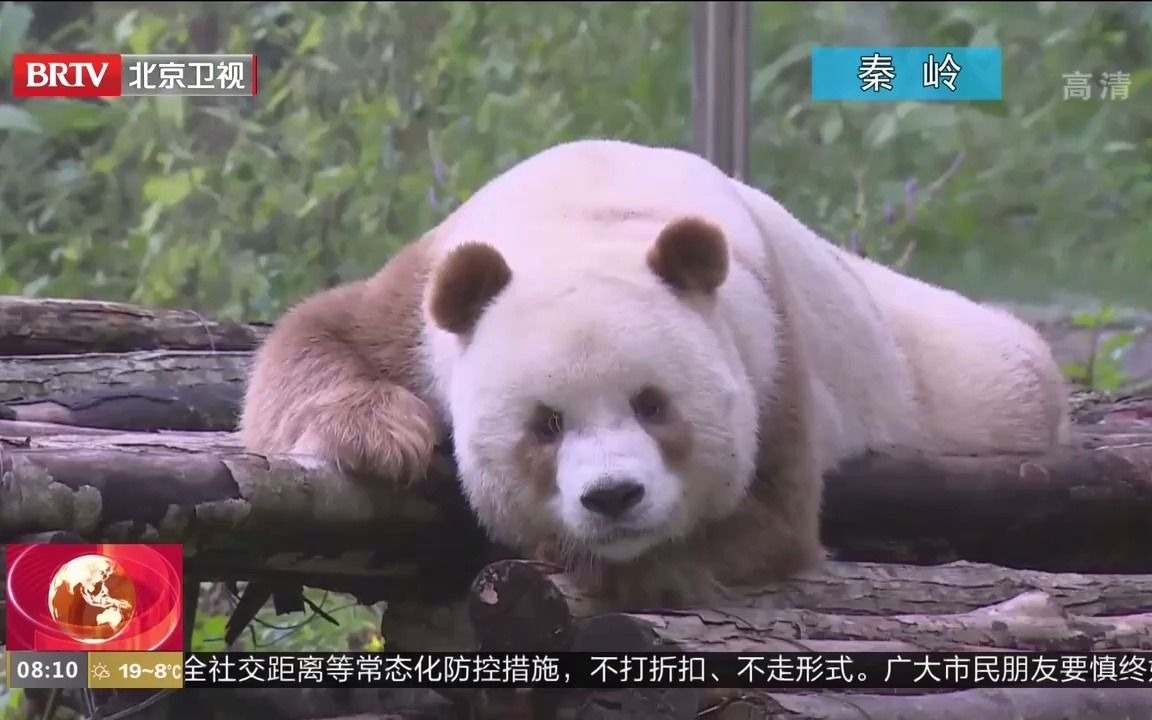 【棕色大熊猫】“宝中之宝”秦岭棕色大熊猫的前世今生哔哩哔哩bilibili