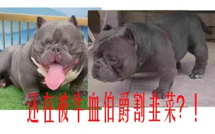 Descargar video: 哪些爱好者还在被牛血恶霸犬伯爵割韭菜？！