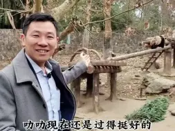 Descargar video: 【新加坡总领事，去看小叻叻：昨天是叻叻公开展出第一天，叻叻把青仔当成了妈妈，又抱又压；青仔有点受不住，青宝躲树上】