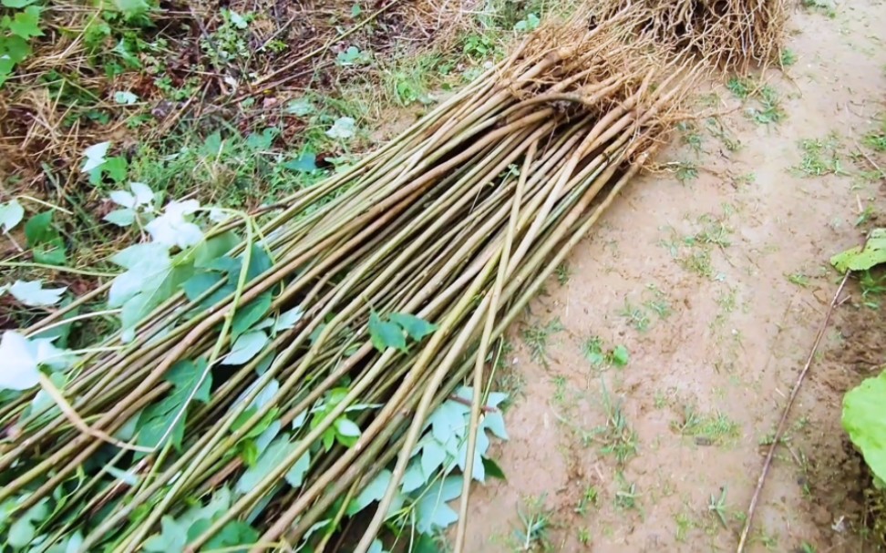 千年桐苗木外调