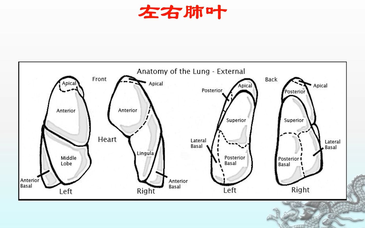 体位引流PPT哔哩哔哩bilibili