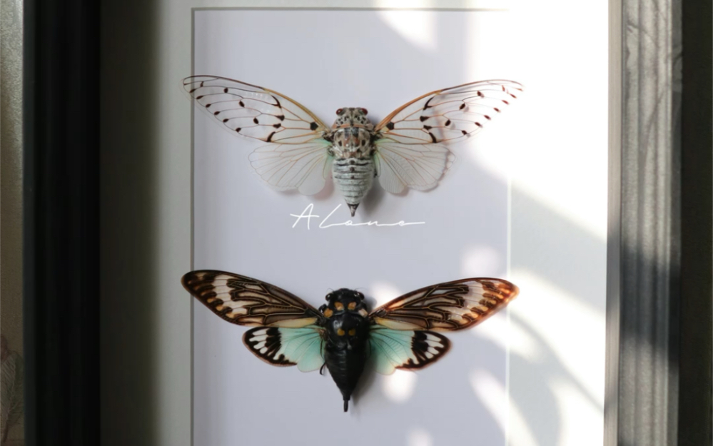 你好,"夏天"东南亚蝉标本,alone手作作品展示