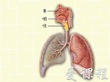 [图]【生理学】中国科学技术大学丨含课件