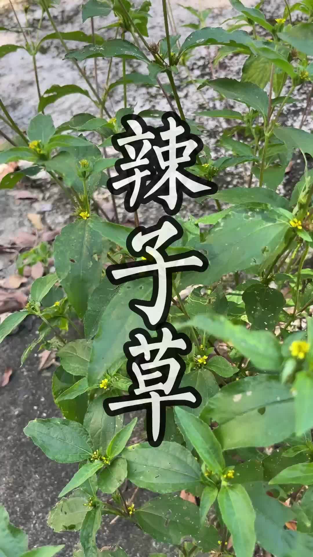 这种青草叫做辣子草#青草#潮汕#三农#助农哔哩哔哩bilibili