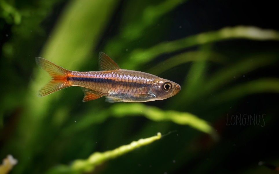 小红莓波鱼发色