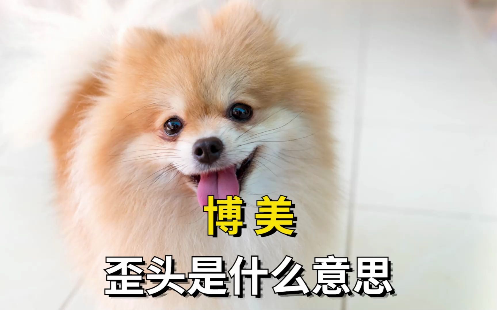 博美歪头的4个意思,别看不明白!