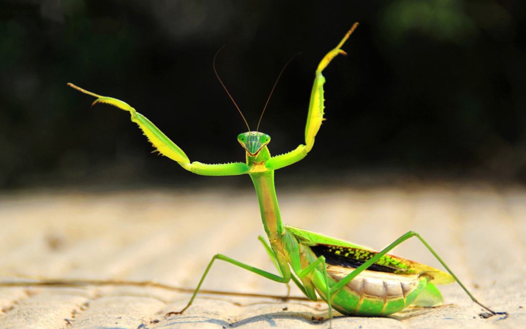 螳螂拳之蛤蟆神功第九式_哔哩哔哩_bilibili