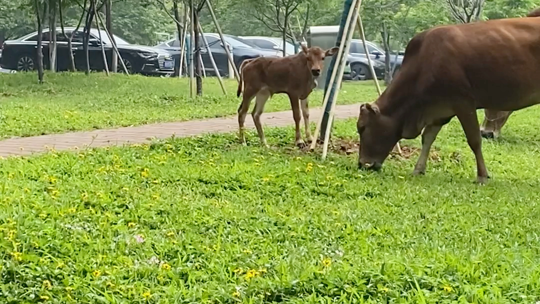 牛学长好!这就是传说中的牛学长哔哩哔哩bilibili