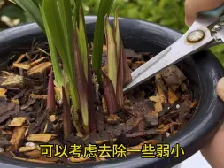 下载视频: 兰花新芽是不是越多越好