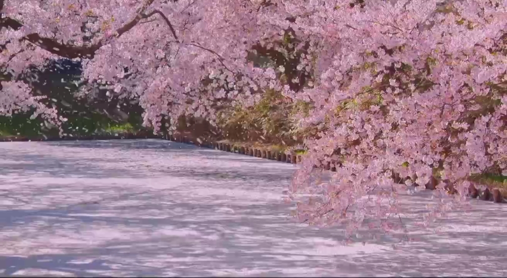 [图]樱花会沿路盛开 以后的路也是