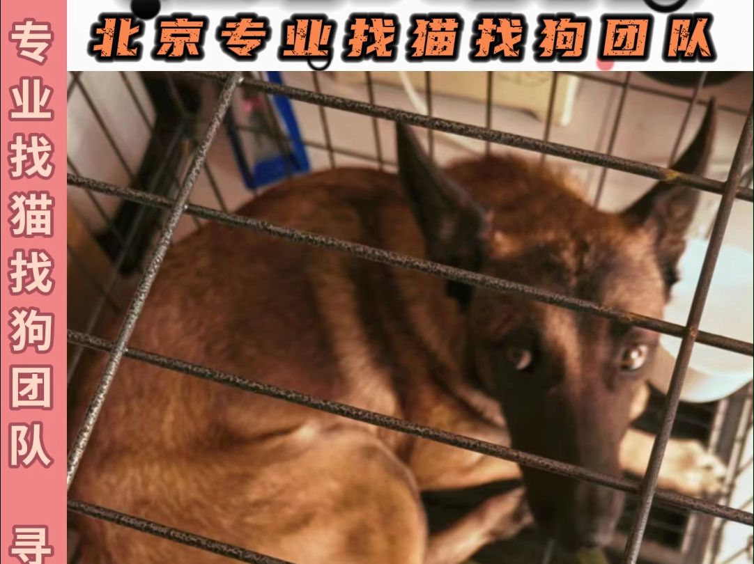 北京寻宠团队 成功找回军犬荔枝哔哩哔哩bilibili