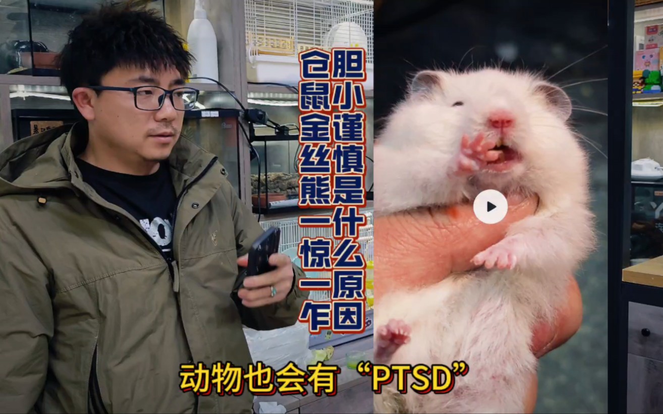 仓鼠金丝熊一碰它就吱吱叫还咬人是什么原因?