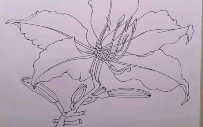紫荆花树简笔画图片图片