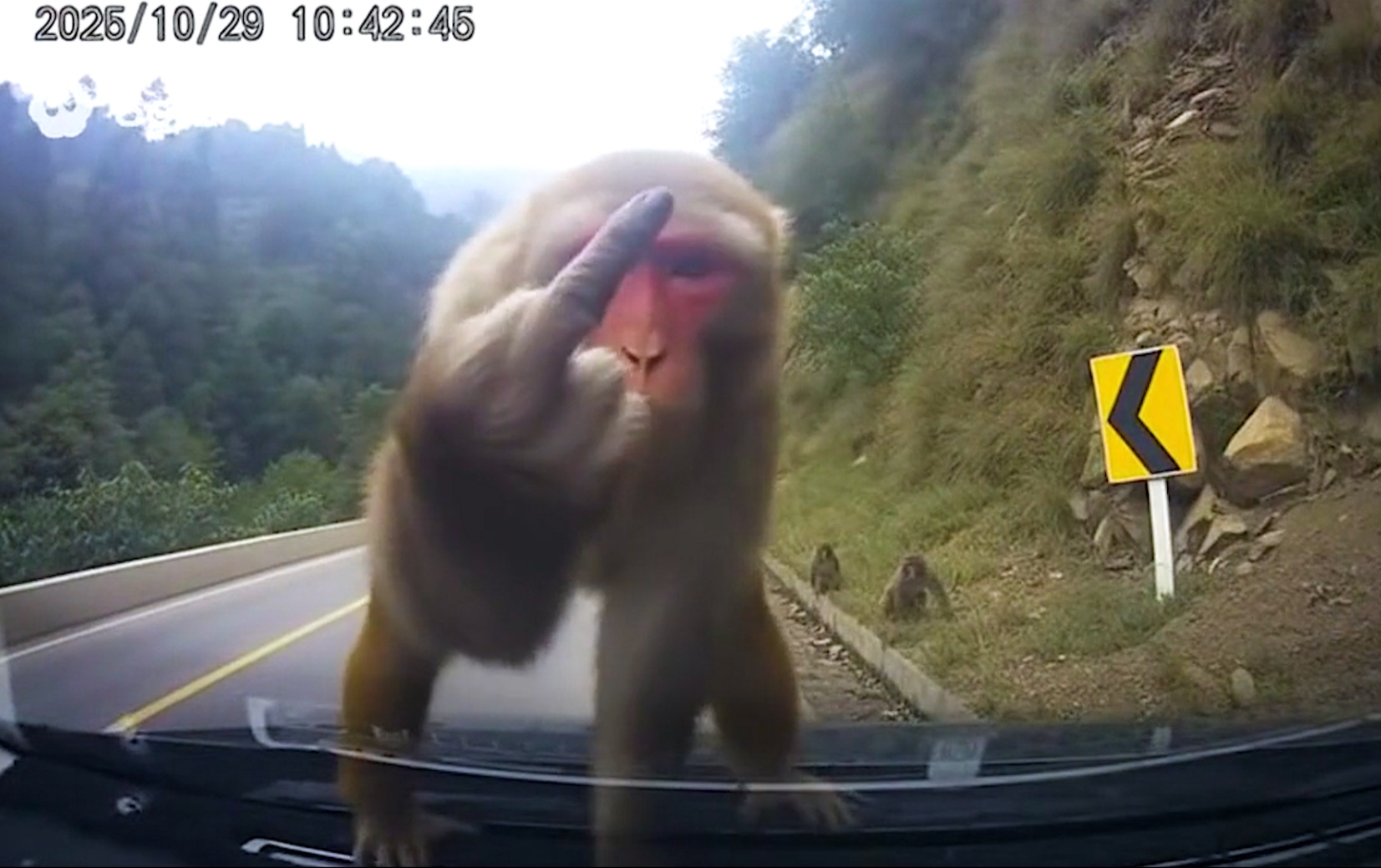 猴哥我错了，我不该撞你