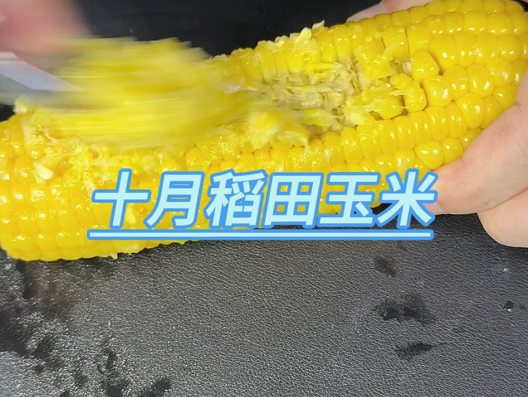 十月稻田玉米哔哩哔哩bilibili