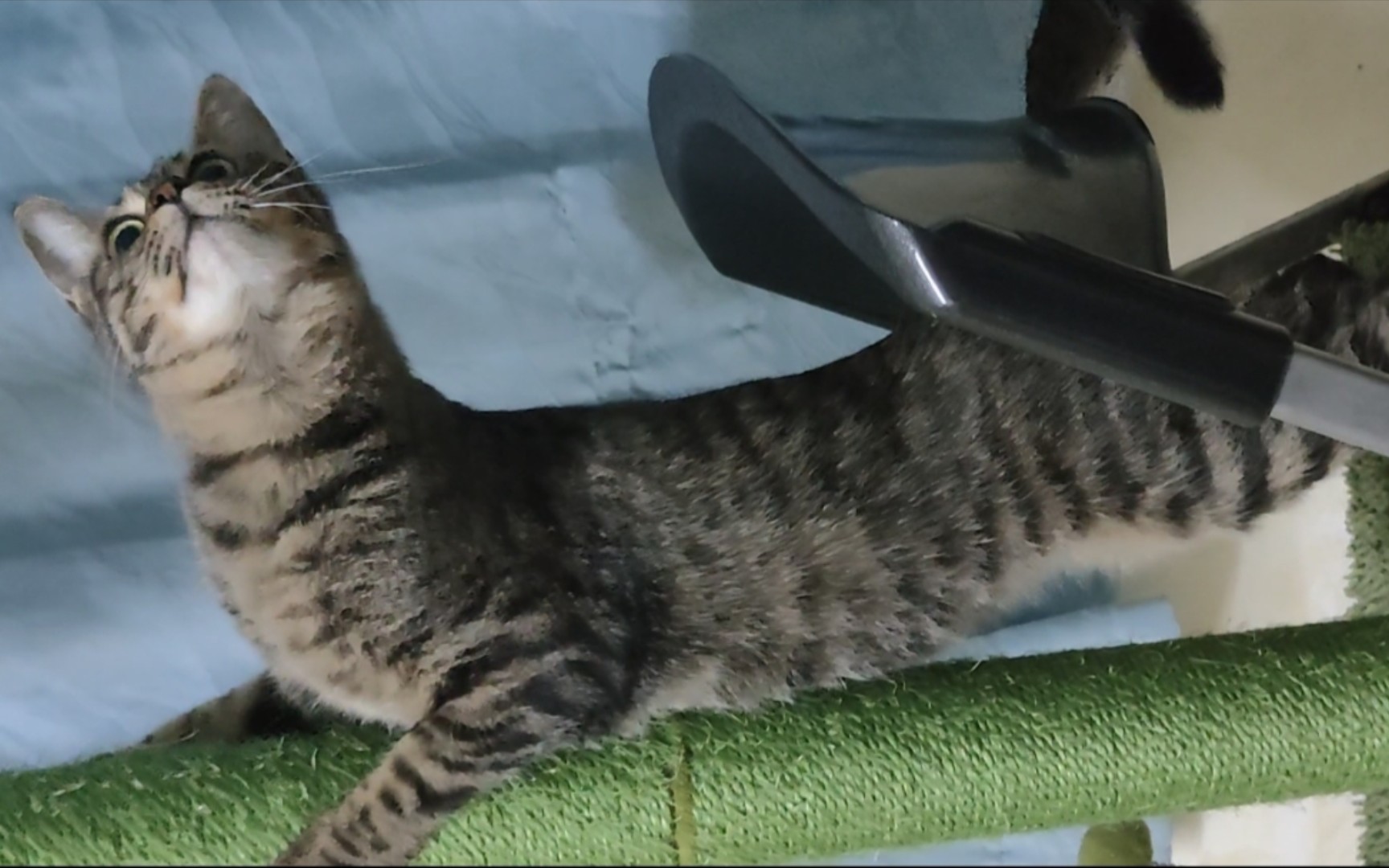 向小咪猫伸出魔爪