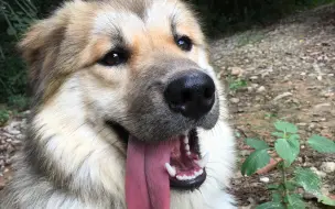 Скачать видео: 【田园犬叮当】叮当一岁了