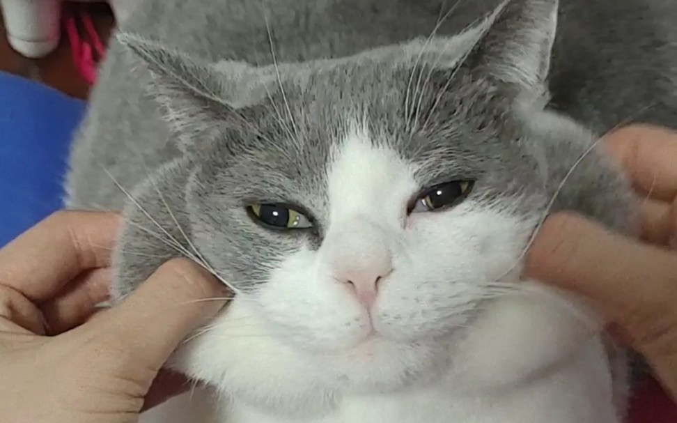 猫:我的腮帮子好玩吗?