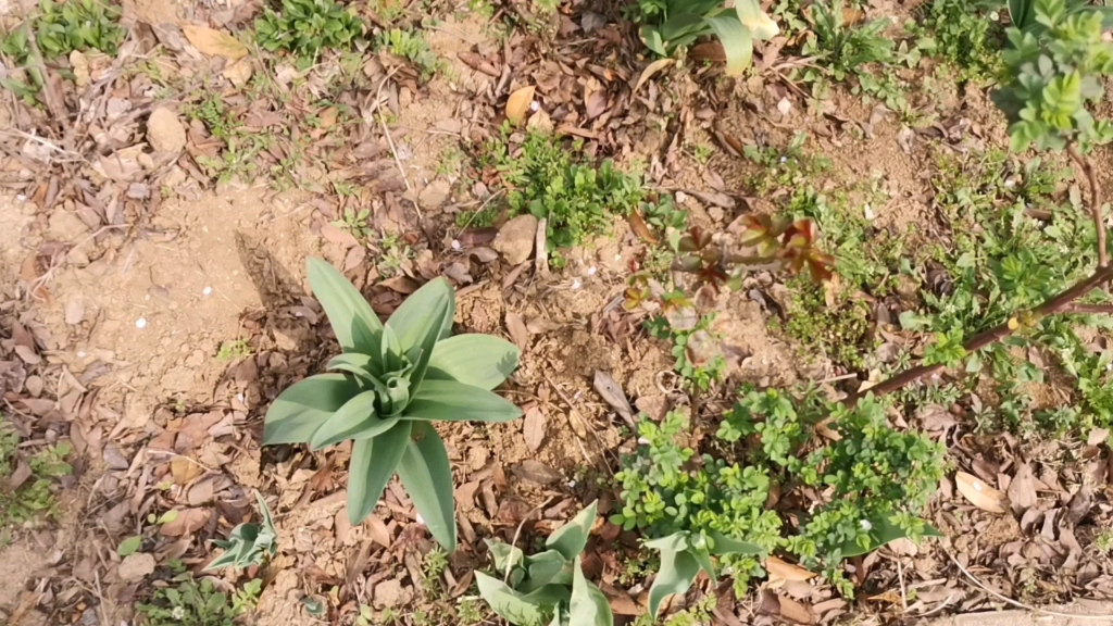 大花葱长得好快啊