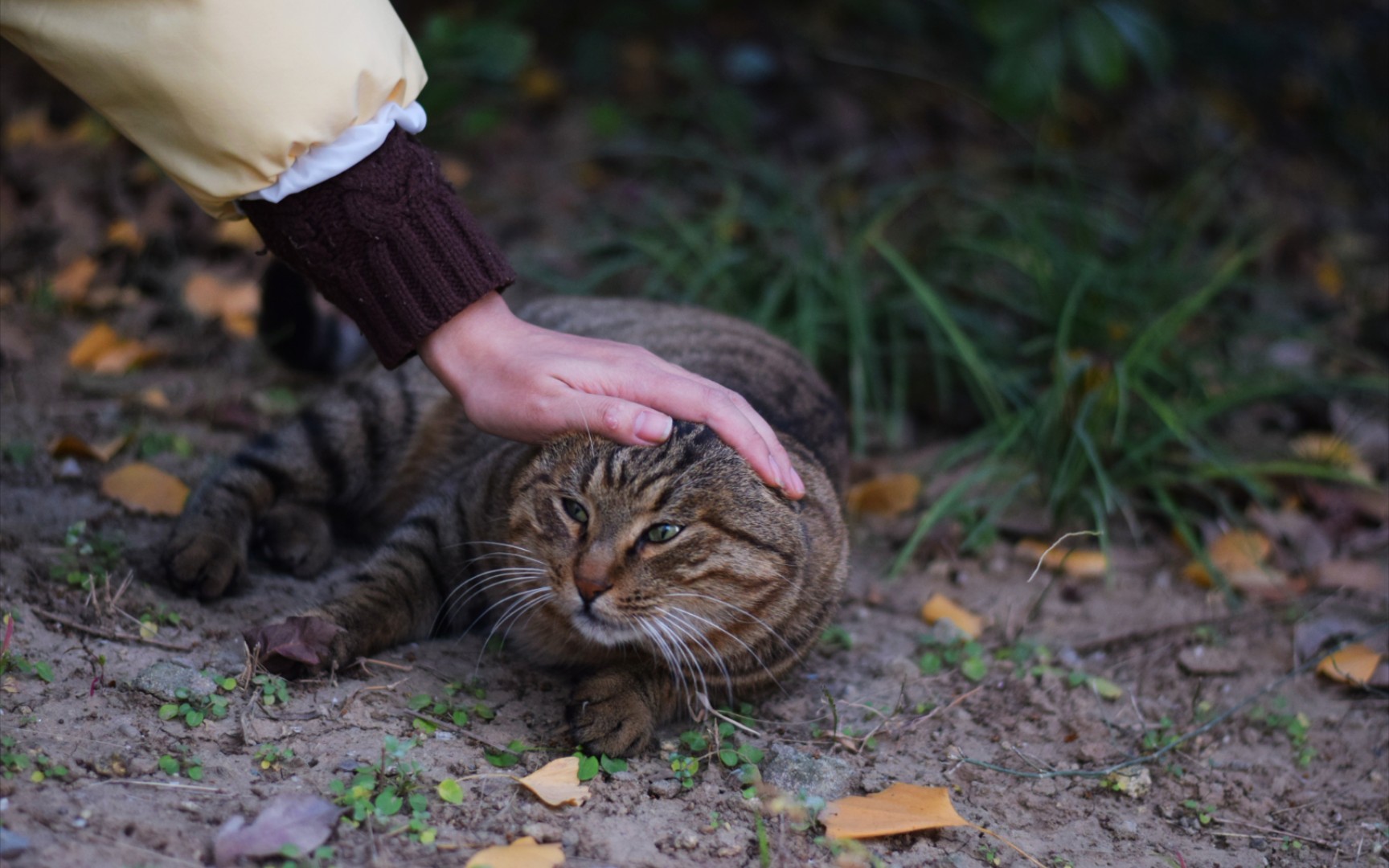 盘呀盘呀盘猫头哔哩哔哩bilibili