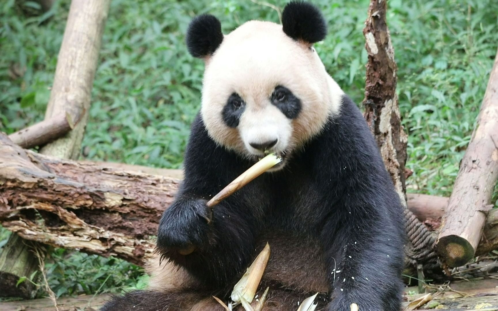 20211013【大熊猫苏星】几个月没露面的铁头帮帮主出关营业