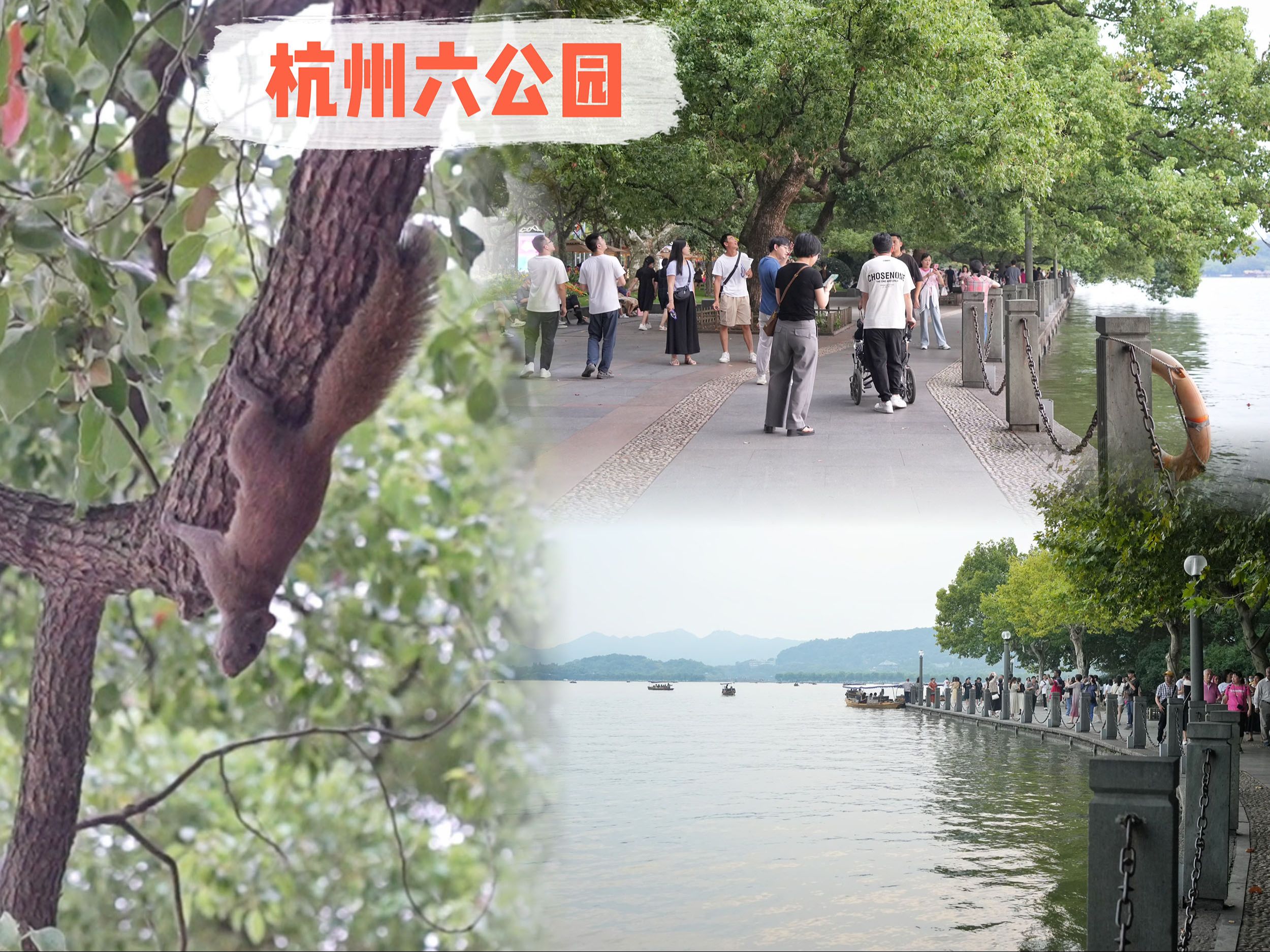 杭州西湖边六公园的小松鼠