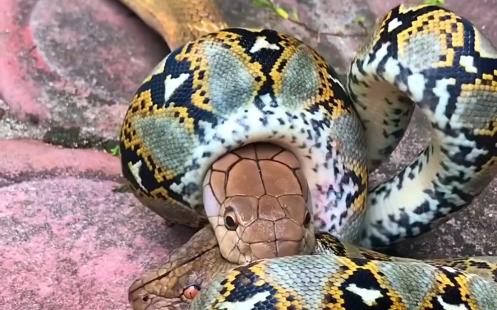 9米大蟒蛇与眼镜王蛇图片