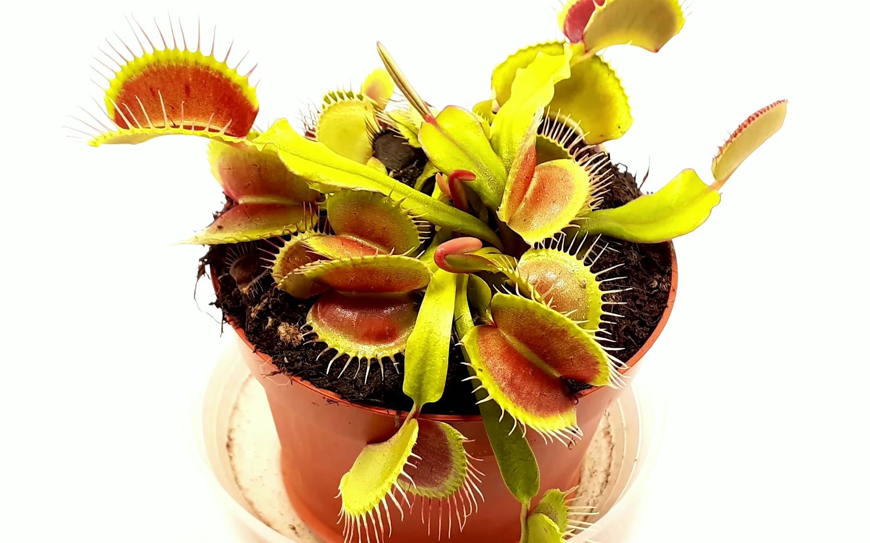 捕蝇草40天生长变化