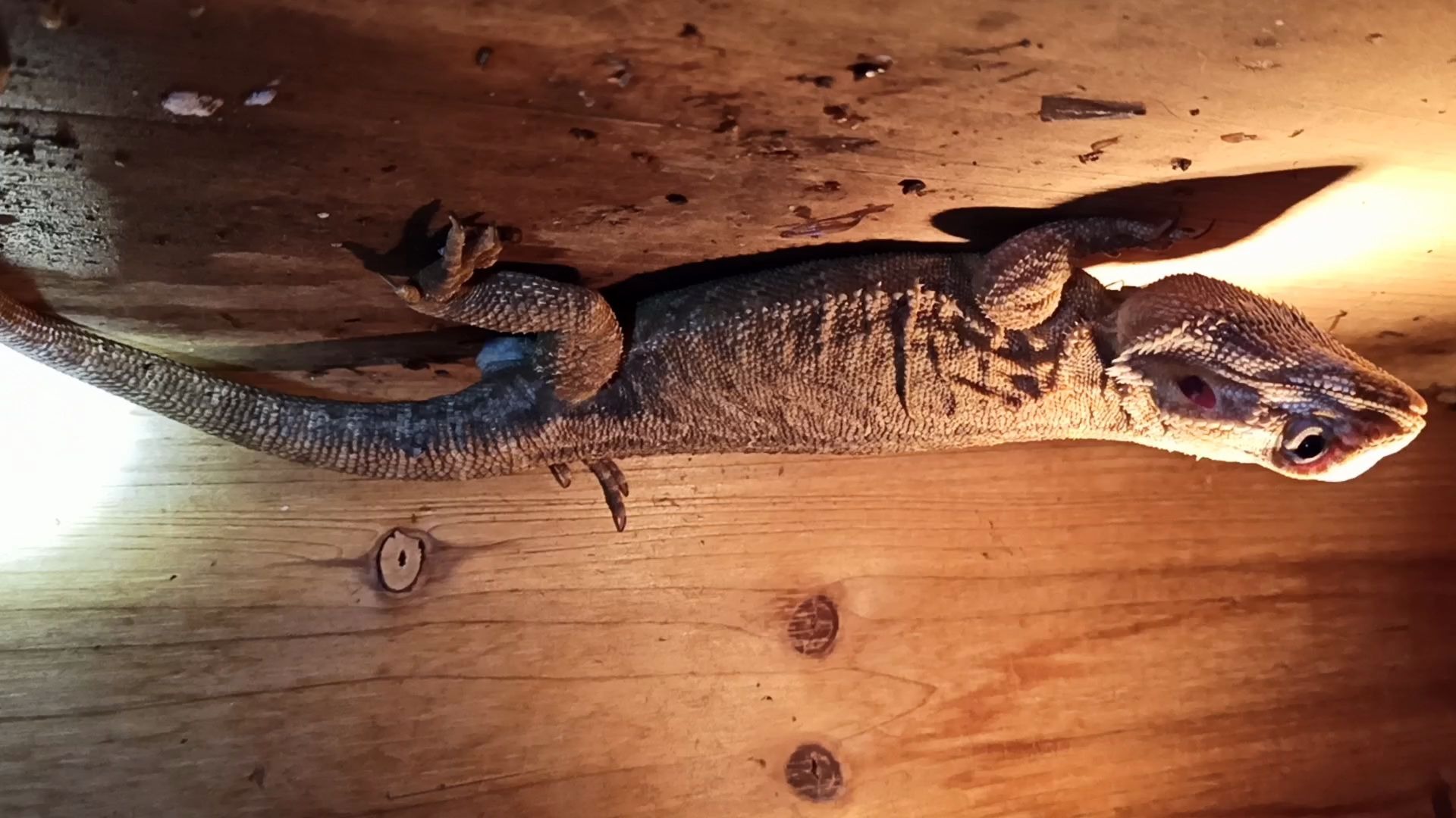 鬃狮蜥蜴产卵_哔哩哔哩_bilibili