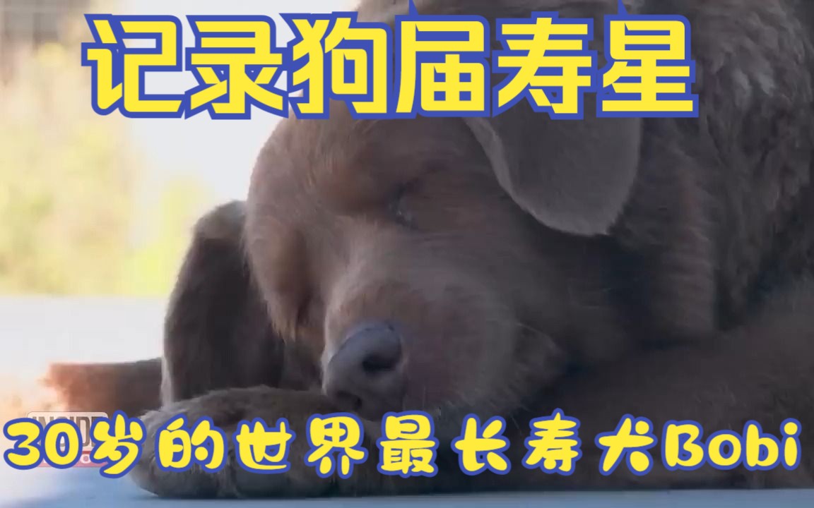 记录狗届寿星:30岁的世界最长寿犬 Bobi哔哩哔哩bilibili