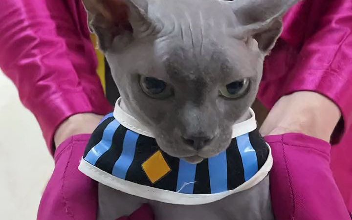 【无毛猫】这次布鲁斯的拆蛋计划稳了