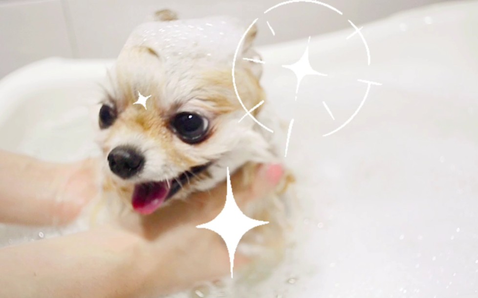 十一只博美日常〖roly泡浴篇〗萌萌滴分享