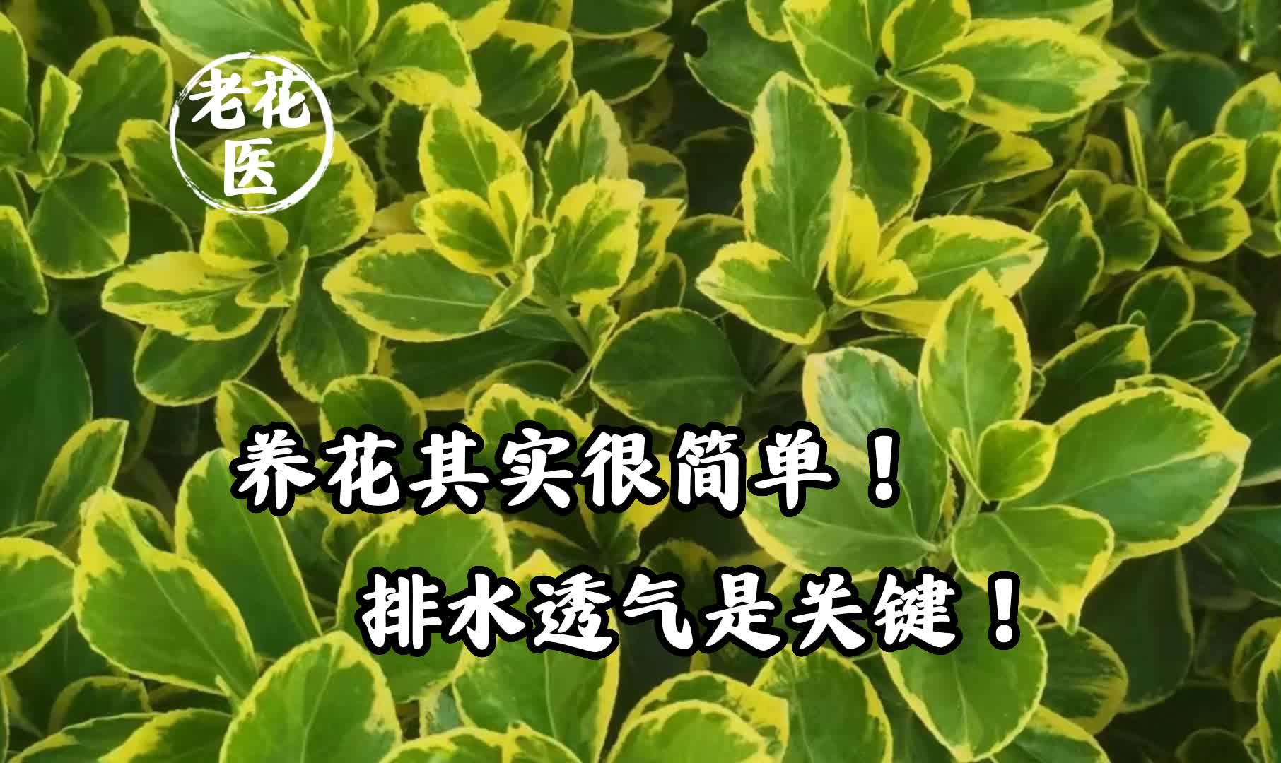 养花其实很简单!排水透气是关键!哔哩哔哩bilibili