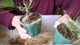 小品黑松盆栽的换盆方法 哔哩哔哩 つロ干杯 Bilibili