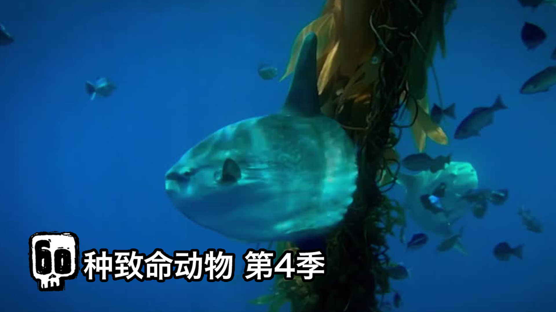 60 4 2 bilibili 60-4-2-bilibili