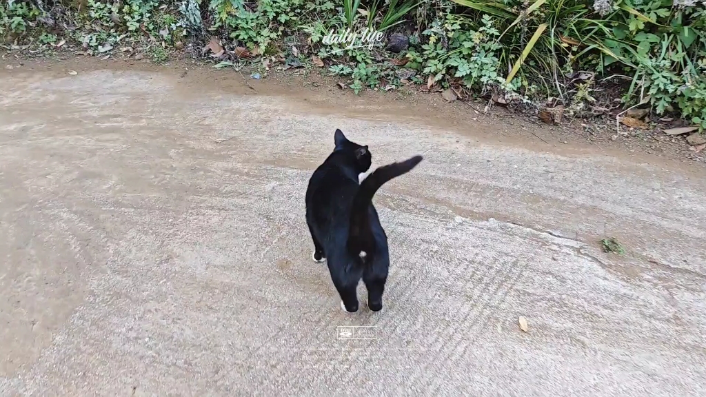 带着小猫们一起压马路了.