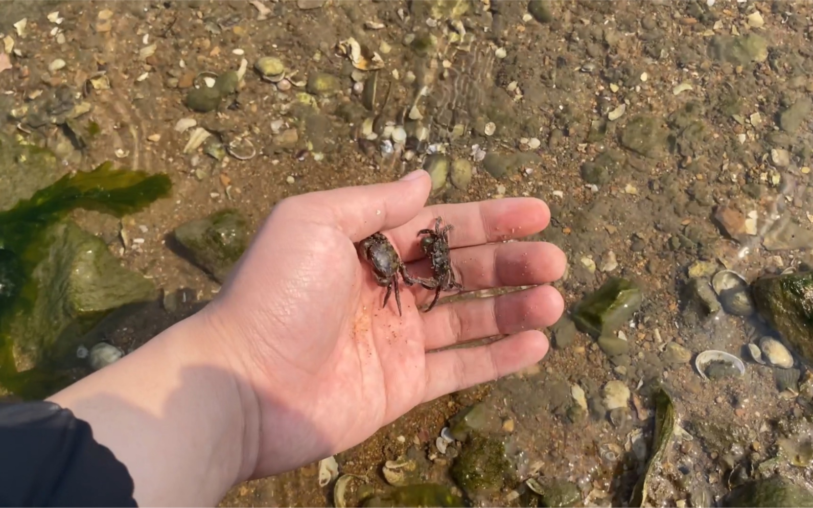 羊口海滩抓螃蟹图片