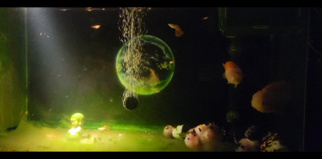 活动作品原来鱼是沉底睡觉的啊