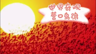 世界奇观 营口鸟浪