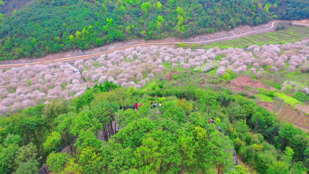 [图]张村樱花谷，这是什么神仙地方，遇见最美的样子，免费欣赏