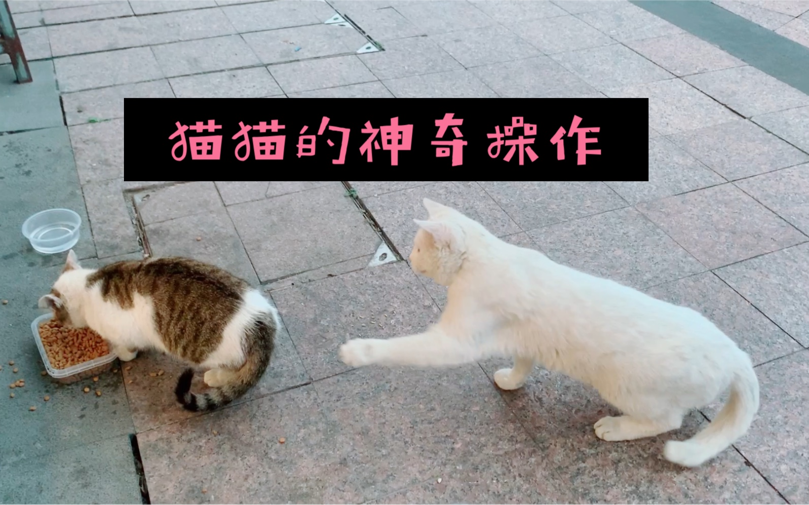 猫 交 配哔哩哔哩bilibili