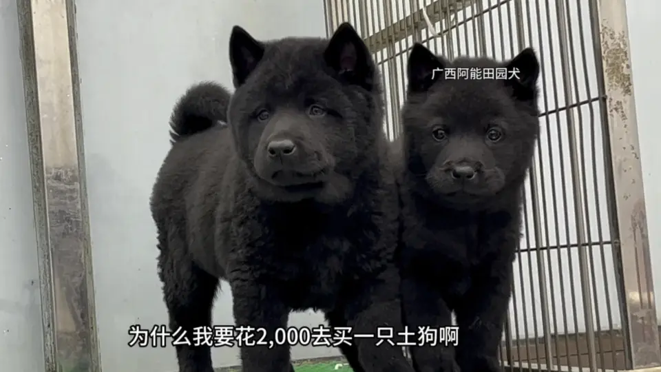 广西土猎黄狗白面金不换田园犬中的高颜值狗狗_哔哩哔哩_bilibili