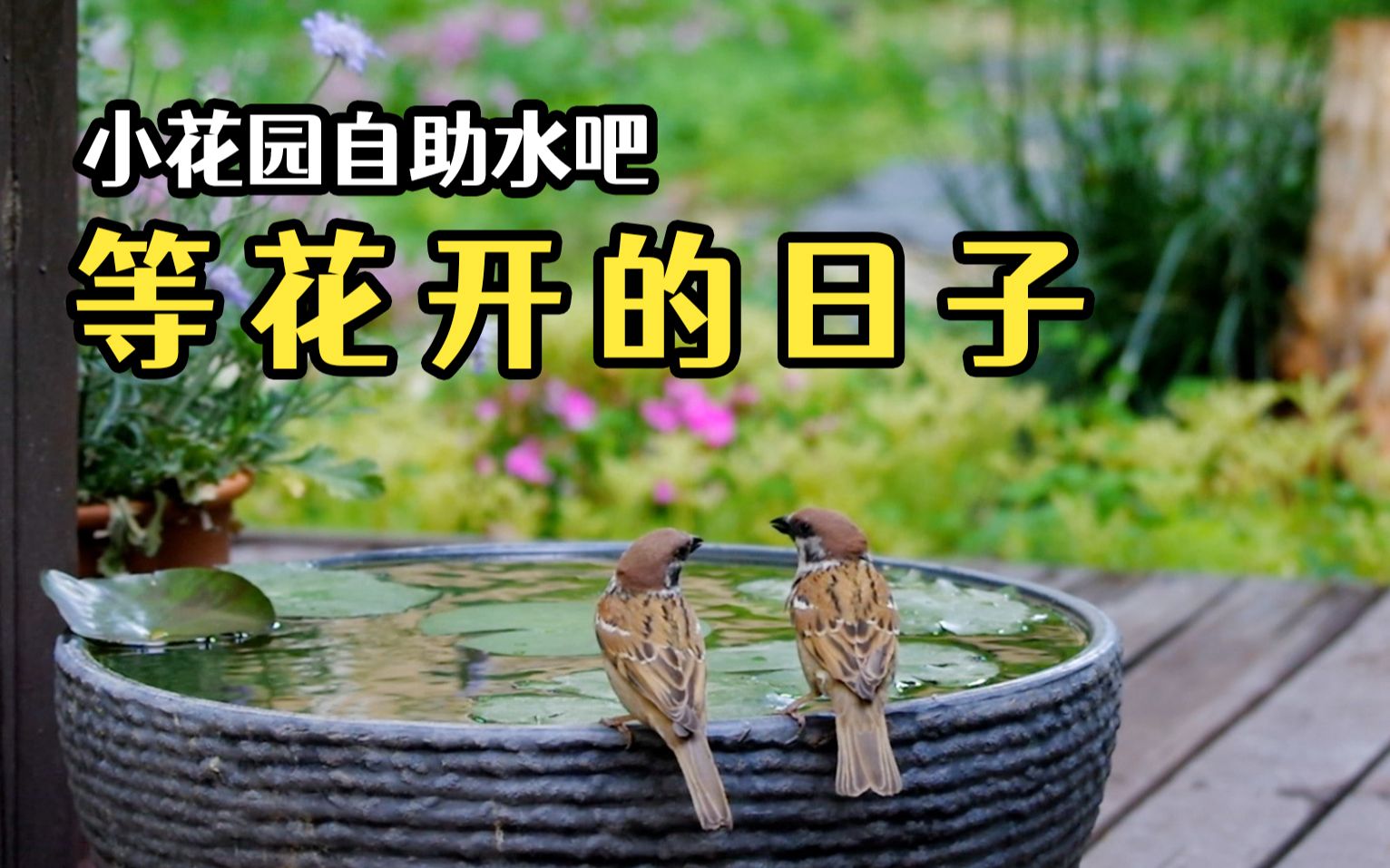 [图]虽然睡莲花谢了，可客人们还是一如既往的支持【小花园自助水吧】