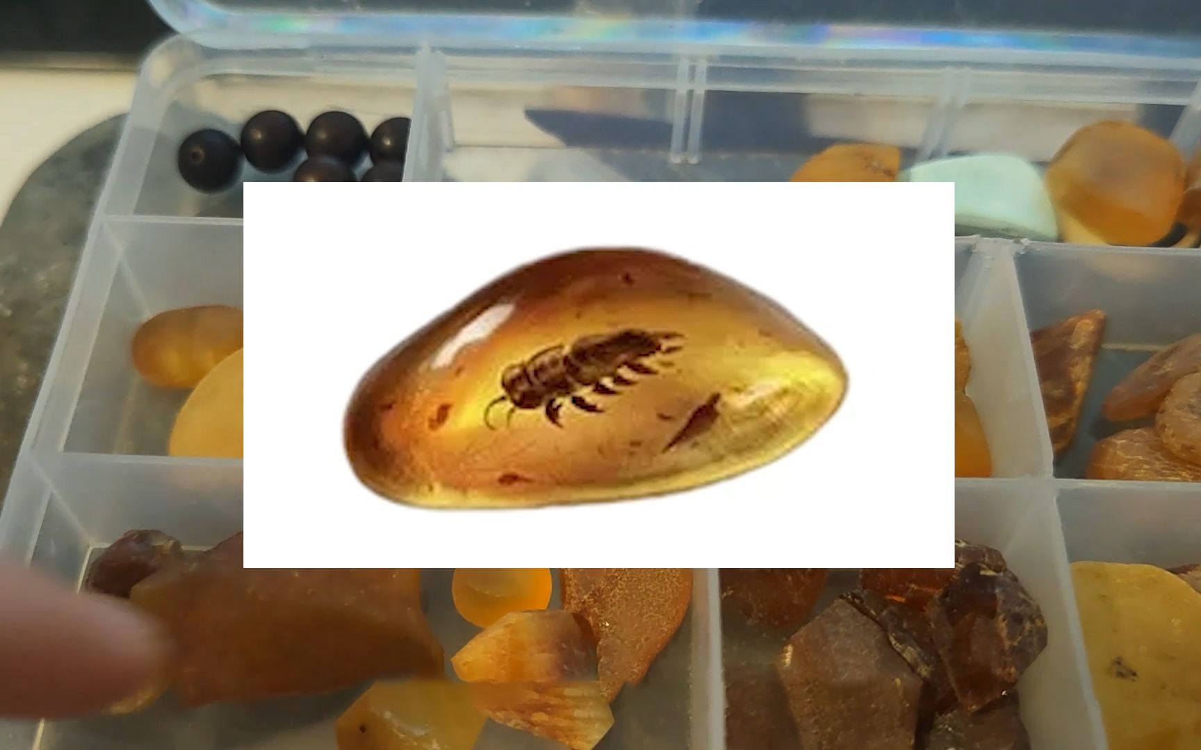 明日之后里的特采,在现实里长什么样的?