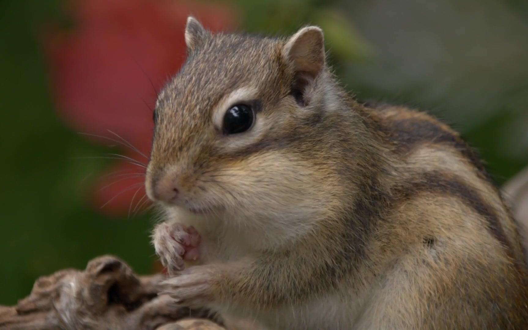 西伯利亚花栗鼠【被这小东西萌化了】其实很凶的