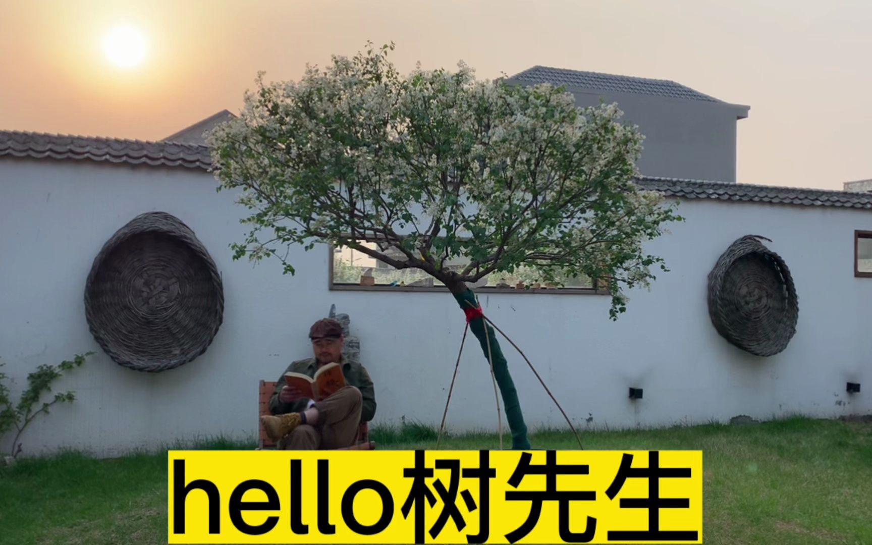 hello树先生哔哩哔哩bilibili