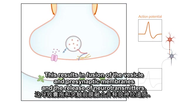 化学突触神经元信号传递哔哩哔哩bilibili