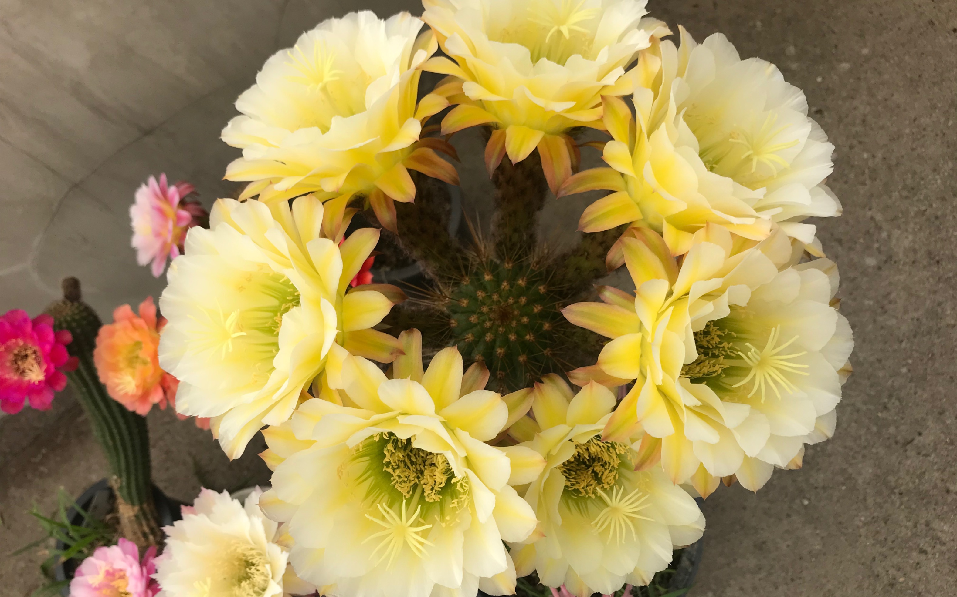 去年开花的毛花柱,六月午开成花球挺壮观的_哔哩哔哩_bilibili